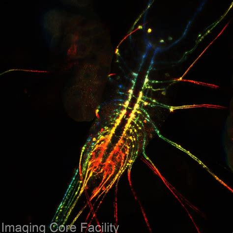 ehentai female muscle|Connectomic reconstruction of a female Drosophila ventral.